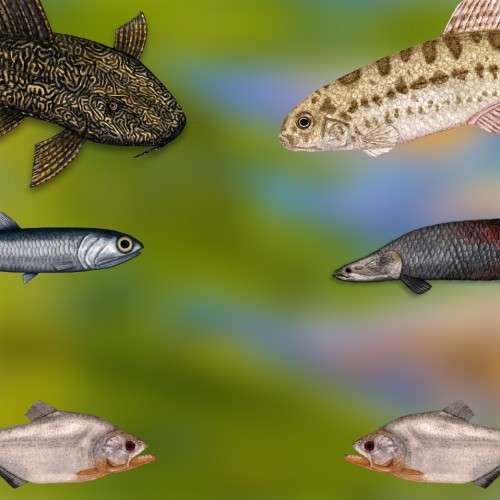 Historias bajo el agua: Peces y la rica cultura peruana