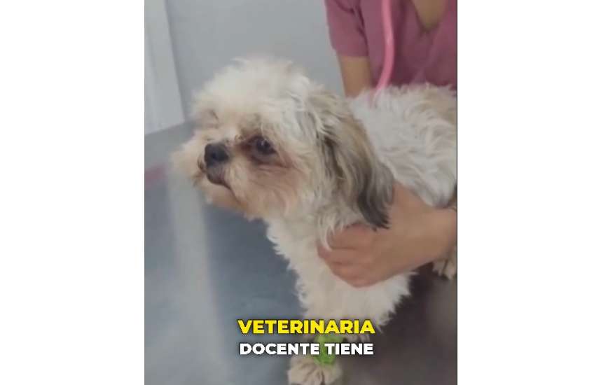 Clínica Veterinaria Docente URP ofrece servicios especializados a costo social para la comunidad