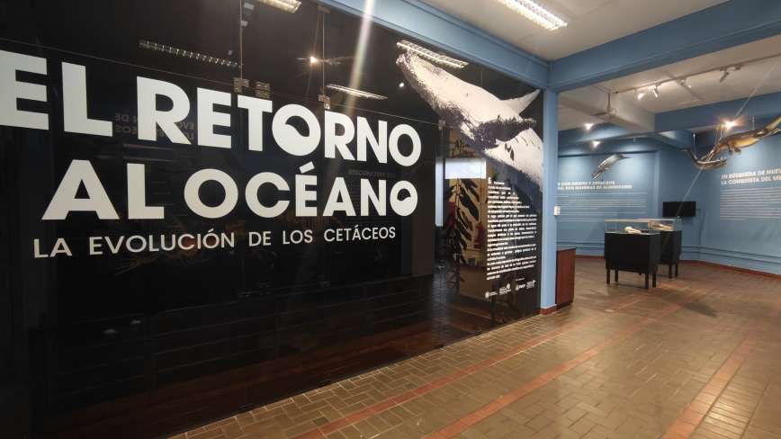 Sala de botánica
Se exponen repre entante  tale  como cianobacteria , alga ,
líquene , mu go , helecho , gimno perma , angio perma  y
hongo ; haciendo énfa i  en la  e pecie  nativa , entre otra .